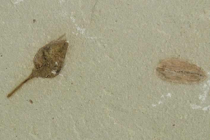 Detailed Fossil Capsular Fruit - Green River Formation, Utah #356585